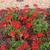 Pelargonium x hybridum