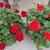 Pelargonium