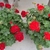two uniform potted plants with many flowers & ruffled leaves