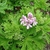 Deeply divided leaves & pink flowers with markings on 2 petals.