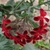 Cluster of dark red flowers with blackish spot on each petal