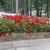 Pelargoniums in a raised bed. Umbel-like clusters of red flowers