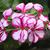 Pelargonium peltatum
