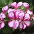 Cluster of pink flowers. Each petal has a large white flare/spot