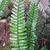 fern frond