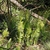 Erect fern fronds