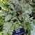 Fern in botanical garden with a sign reading Pellaea falcata.