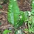 Erect fern fronds