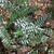 Shiny fern fronds.