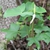 Form