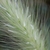 Closep of flower spike