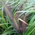 Cenchrus alopecuroides 'Viridescens' leaves