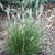 Cenchrus alopecuroides 'Hammeln'