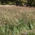 Form of the grass