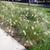 Pennisetum alopecuroides 'Hameln'
