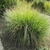 Form of the grass