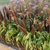 dwarf grass with dense upright spikes of grain.