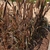 Purple-leafed grass with dense upright spikes of grain