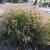 Pennisetum orientale
