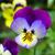 Pensamiento (Viola tricolor)