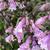 Penstemon
