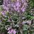 Penstemon
