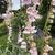 Penstemon