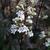 Penstemon digitalis Huskers Red