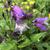 Penstemon laevigatus