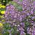 Penstemon smallii