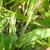 Stem and leaves