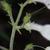 Stem
