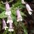 Penstemon canescens