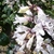 white tubular flowers on red stems