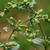 Stem and buds