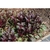Reddish foliage emerging from the ground in spring