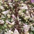 white tubular flowers on red stems