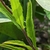 Leaves and stem