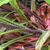 Hairy stems