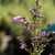 Stem and Flower