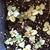 seedlings
