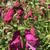 Flowers and buds