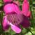 Close up of flower