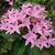 Pentas lanceolata