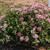 Pentas lanceolata