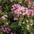 Pentas lanceolata