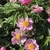 Pink semi-double flowers with large balls of stamens.
