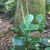Plant with rubbery, obovate leaves and spikes of minute flowers.