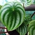 Form