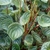 Stem and Leaves